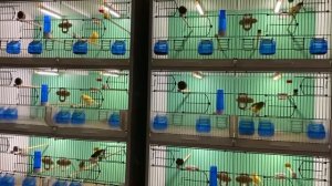 Немецкая певчая канарейка (Гарцский роллер) / German Roller Canary (Harz Roller Canary)