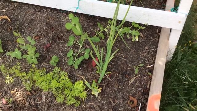 Лук Батун / Многоразовая срезка / Welsh Onion