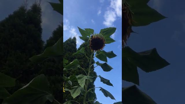 Surprisingly tall sunflower.