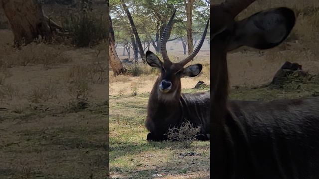 4k african wildlife scenes