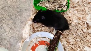 КАК УХАЖИВАТЬ ЗА СИРИЙСКИМ ХОМЯКОМ?/УХОД И СОДЕРЖАНИЕ/Alice In PetsLand