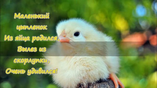 домашние птицы смотреть онлайн