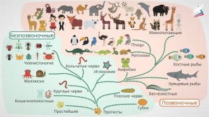 Одноклеточные и многоклеточные беспозвоночные животные