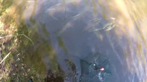 ЛОВЛЯ РАКОВ НА РАКОЛОВКИ! 6 РАКОЛОВОК И ВО ВСЕХ КУЧА РЫБЫ!!!