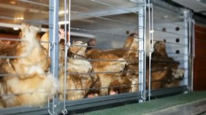 Альтернативная система для содержания кур несушек "Балтика" компании ТЕХНА