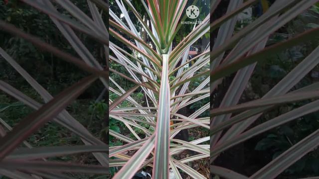 Dracaena Plants (ഡ്രസീന ചെടികൾ ) #short #PAGVlog