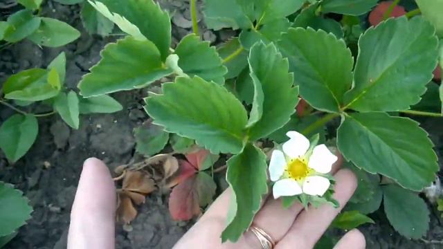 53.ОБО ВСЁМ ПО-НЕМНОГУ!ПОГУЛЯЕМ,ПОБОЛТАЕМ!ДЕНЬ-ГОД КОРМИТ!ЗАГОТОВКА ЗЕЛЕНИ НА ЗИМУ!АЛАБАЙКА И МОПС! смотреть онлайн