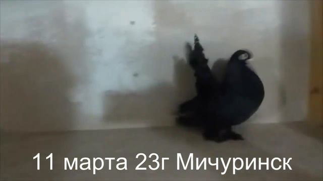 Голуби Мичуринска. Турманы! смотреть онлайн