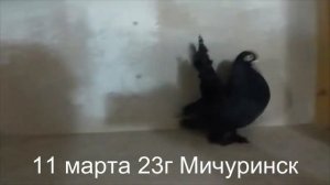 Голуби Мичуринска. Турманы!