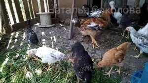 КАК помочь ЦЫПЛЯТАМ в ЖАРУ и как ПОМОЧЬ цыплятам ВЫЖИТЬ