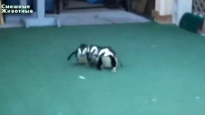 Смешные Пингвины. Лучший Сбор Компиляции 2014