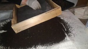 Муха чёрная львинка от яйца до мухи часть 2 (розведения опарыша)