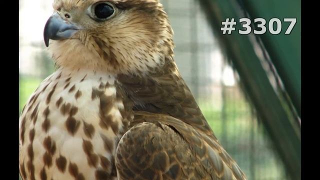 #3307. Птицы - хищники (В мире животных) смотреть онлайн