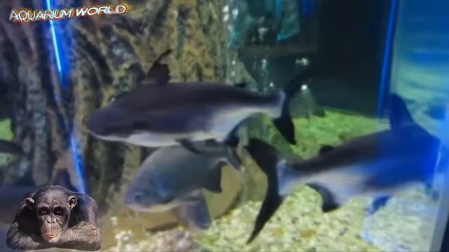 aquarium fishes (аквариумные рыбки) смотреть онлайн