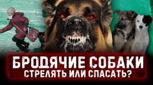 БЕЗДОМНЫЕ СОБАКИ УБИBAЮT людей в России! Кто в этом виноват и что нужно делать?