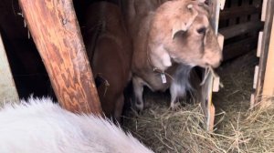 Болезни коз.Общие характеристики.