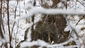 5 ноября - День военного разведчика