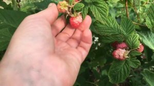 Белые пятна на ягодах малины.mp4