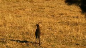 Eastern Grey Kangaroos (Macropus giganteus) in combat