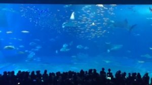 Китовая акула в океанариуме Тюрауми