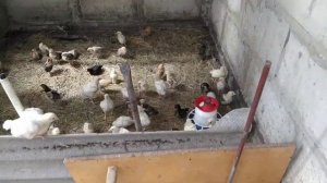 Бройлер хрипит,болеет.Как лечить?