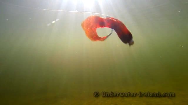 Red squirrel: testing home made soft fishing lure underwater. Рыбалка силиконовая приманка под водо смотреть онлайн