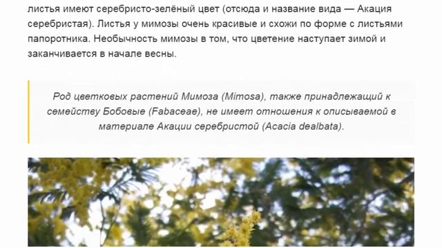 Цветок мимоза, или Акация серебристая