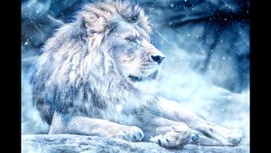 Мощный рык льва.Рычание