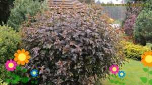 Пузыреплодник калинолистный Диабло ДиОр. Краткий обзор physocarpus opulifolius Diabolo d`Or