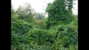 Хмель, многолетнее двудомное растение