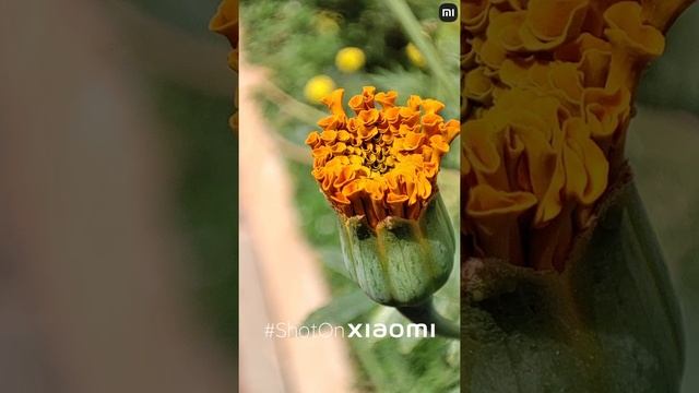 Xiaomi 11 Lite NE 5G - Best Macro Cameraphone