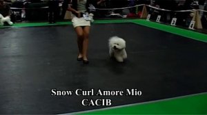 International Dog Show - Riga 15.11.2015 (Ring Bichon a Poll Frise)