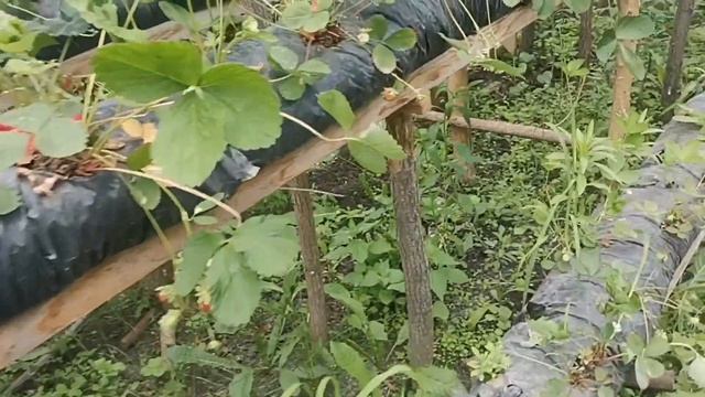 /Малообъмка! /Зенклуника Купчиха!!! /