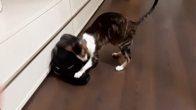 Ориентальный кот VS. САПОГИ🙊💥| Oriental Cat Attacks My Boots| Orientaler greift meine Stiefel an😁