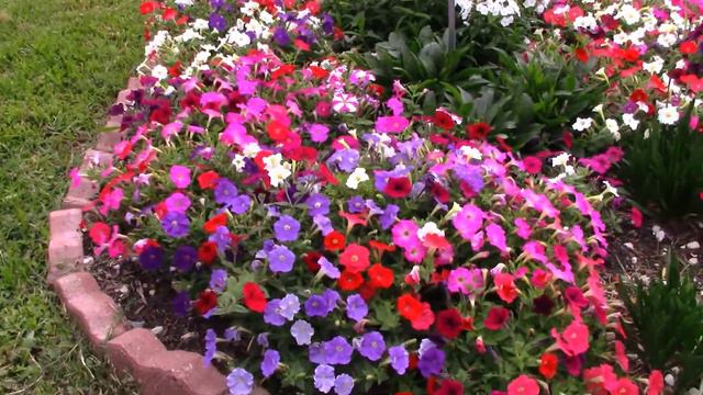 Petunia Trial Genoa Friendship Garden 05212021 смотреть онлайн