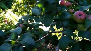 Малина. Бабье лето. Сентябрь