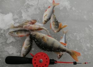 зимняя рыбалка на костромском море