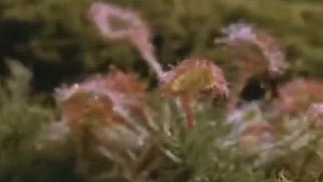 Необычайный охотник Росянка! YouTube смотреть онлайн