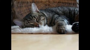 Почему кошка спит с человеком