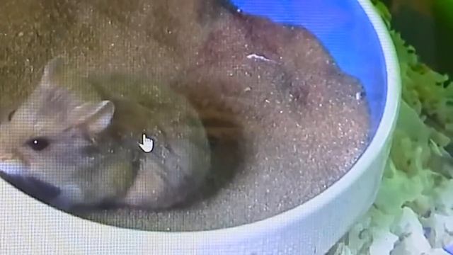 Можно ли купать хомячков в воде?!Можно! Доказано учёнами которые проводили опыт над хомячками!!!!