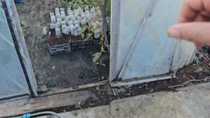 Размножение ежевики крапивкой  осенью.