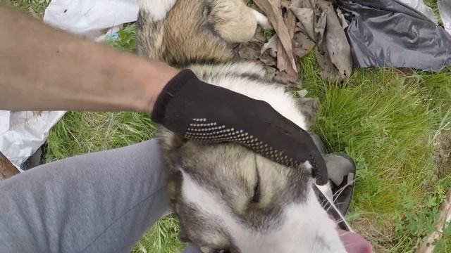 СТРОИМ СКОРОДОК, латаем крышу, ОБУСТРАИВАЕМ ТАЕЖНЫЙ БЫТ. БАНЯ на БЕРЕГУ РЕКИ смотреть онлайн