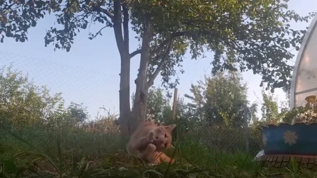 Играю с котёнком Мандаринкой на даче смотреть онлайн