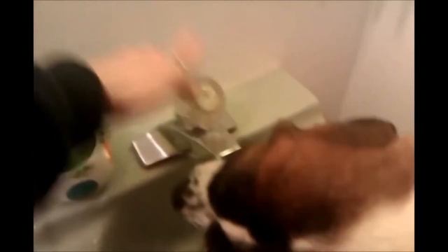 УМНЫЙ ПЕС САМ ОТКРЫВАЕТ КРАН ЧТОБЫ ПОПИТЬ ВОДЫ смотреть онлайн