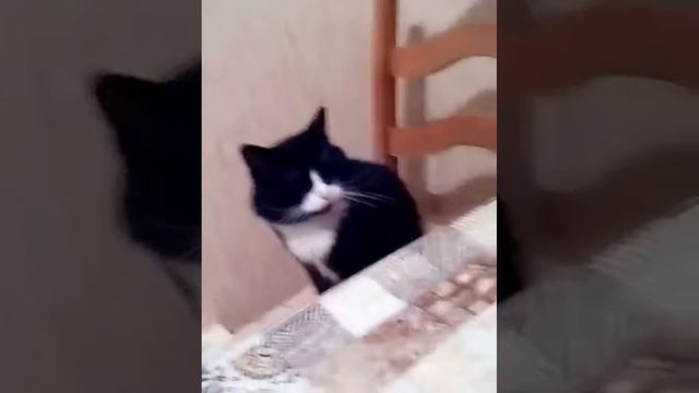 Смотреть всем!кот-человек!!! смотреть онлайн