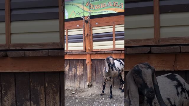 Алтайские козы смотреть онлайн