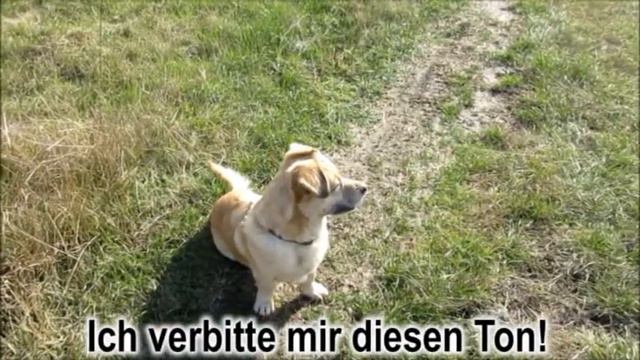 Дурной тон Учим разговорный немецкий без учебника с переводом Бесплатная онлайн программа по темам смотреть онлайн