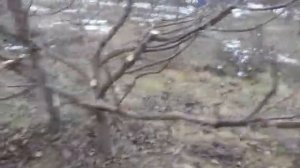 Формирование яблони чашей