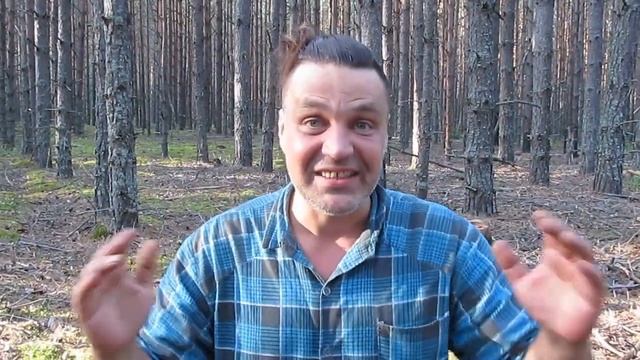 Боровик Золотистый. Грибная сенсация!!! Уже на подступах к Москве!!!