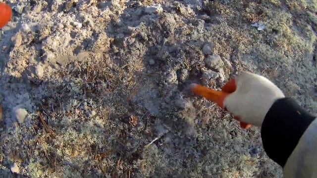 МЕТАЛЛОИСКАТЕЛЬ Minelab СTX 3030, ЛЕСНОЙ КОП, часть 4